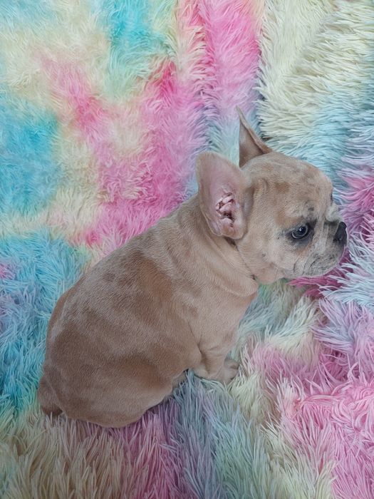 Buldog francuski lilac fawn merle Rocky