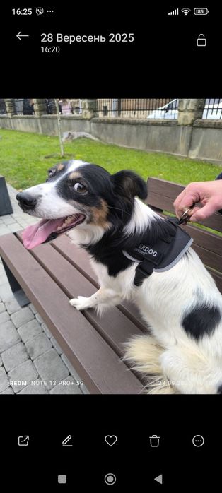 Шлея, амуніція для собаки,нашийники  Німеччина