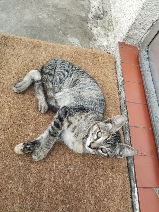 Gatas para adoção