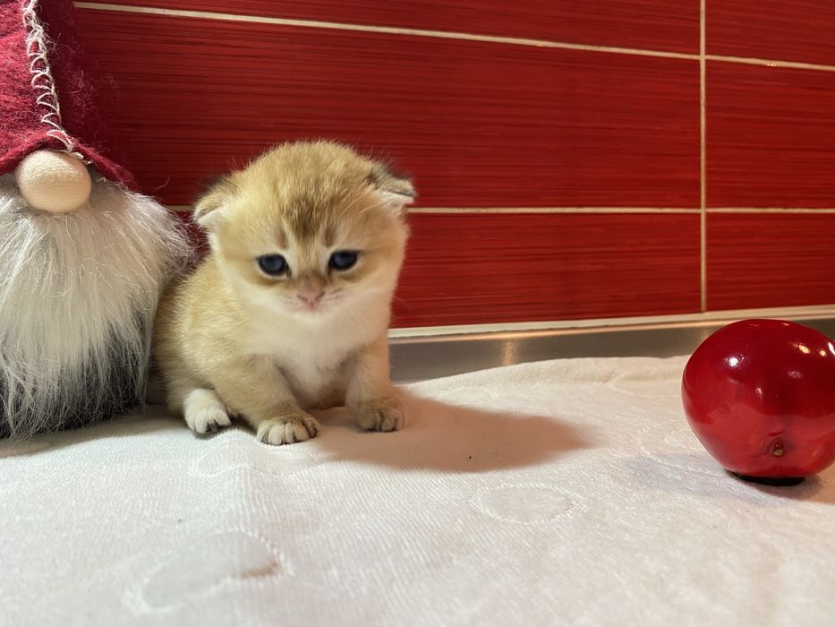 Шотландскі кошенята золота шиншилла