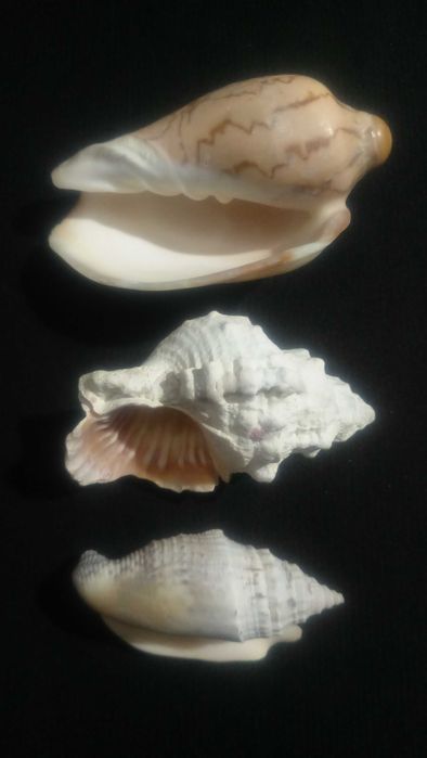 Ракушки 9шт.Аквариум,декор.