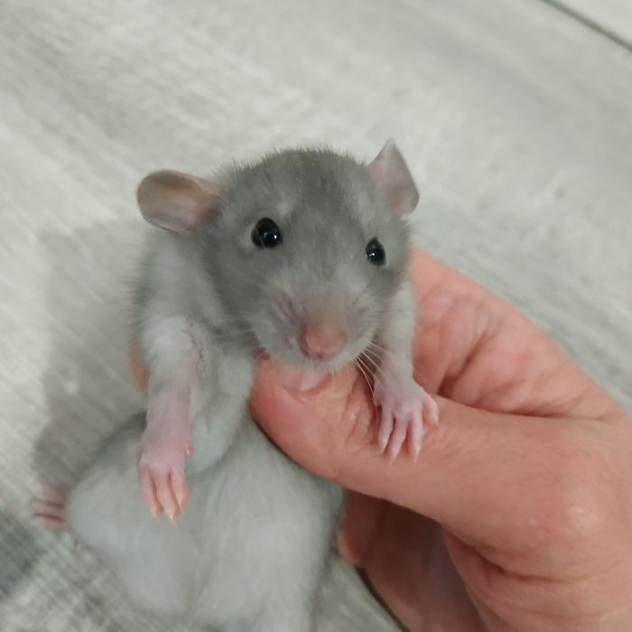 Декоративные крыски разные окрасы Дамбо Рекс крысята криса крысы