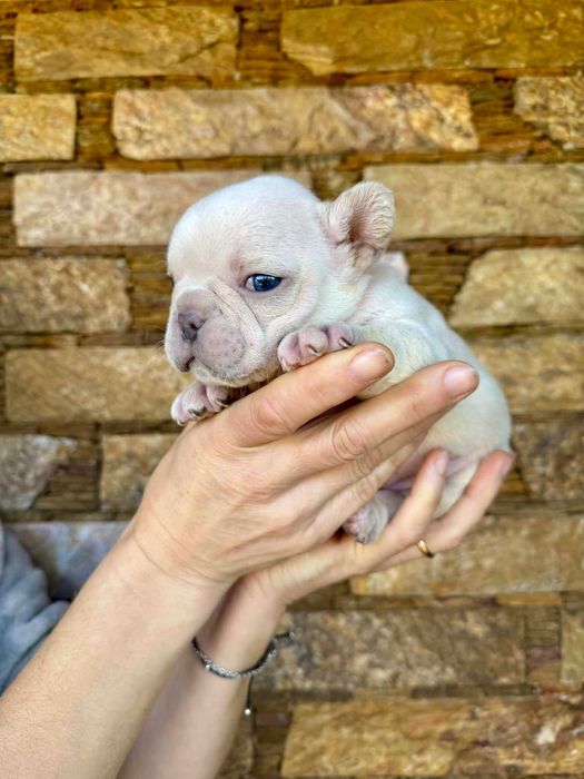 Bulldog francês Platinum