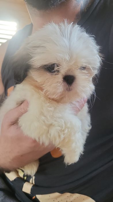 Shih Tzu**słodkie maluchy odbiór 1 maja