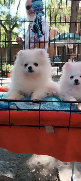 Померанський шпіц