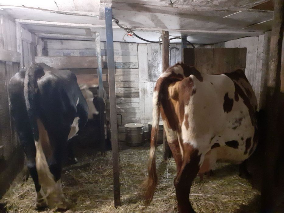 Корова  тільна продам