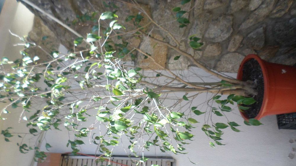Ficcus benjamim em vaso plastico   +/- 1.90cm