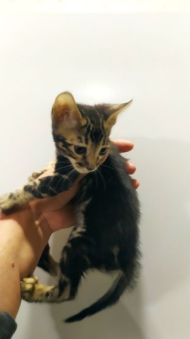 Бенгальская малышка