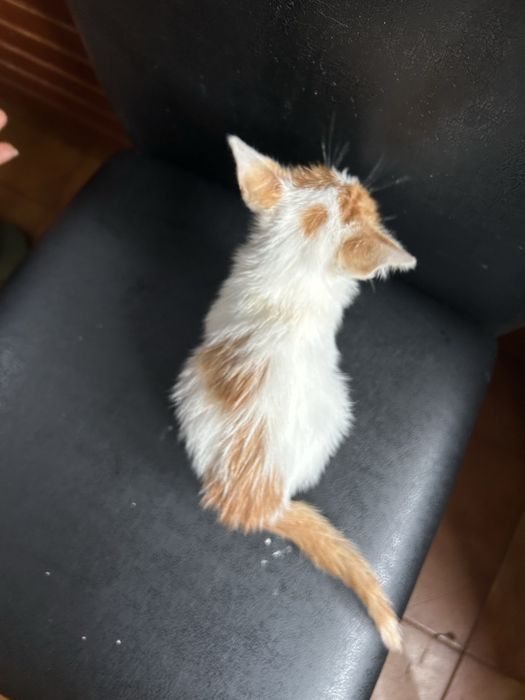 Gatinha bebé para uma adoçao responsavel