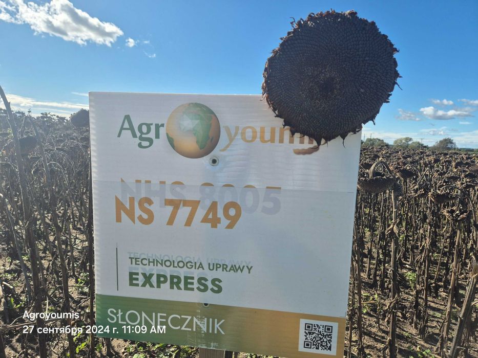 Słonecznik NSH 7749 SUMO