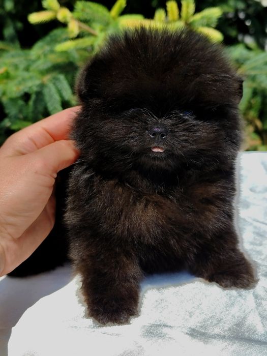 Шикарний чорний ведмедик