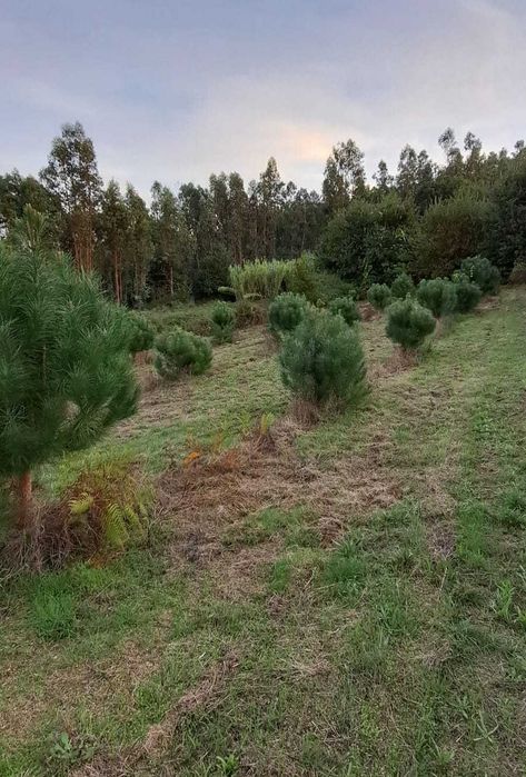 Venda de terreno em Rua Rojão, Vila Nova da Rainha, Tondela