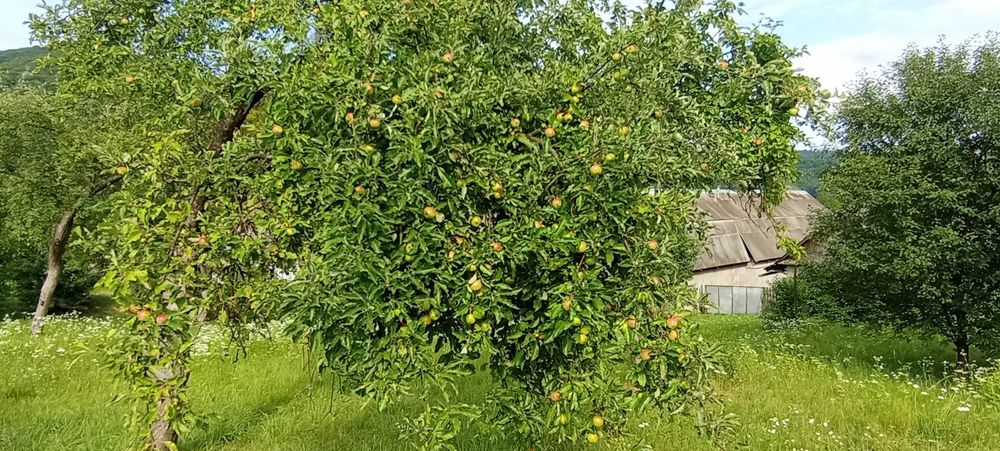 Ціну змінено. Продаємо будинок село Солочин з чудовим видом на К