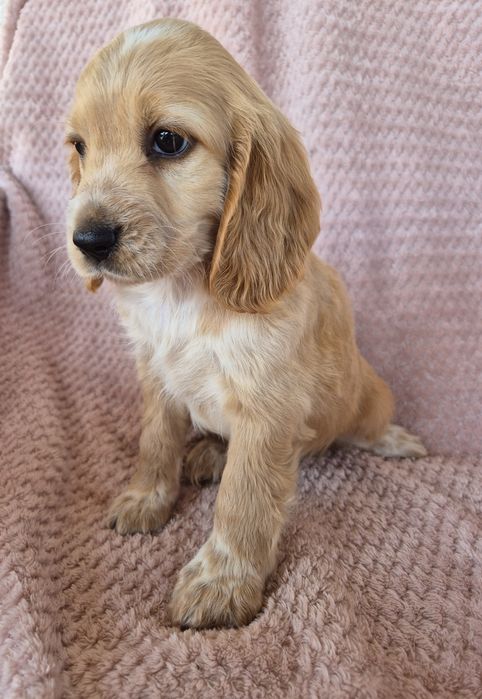Cocker spaniel suczka 4