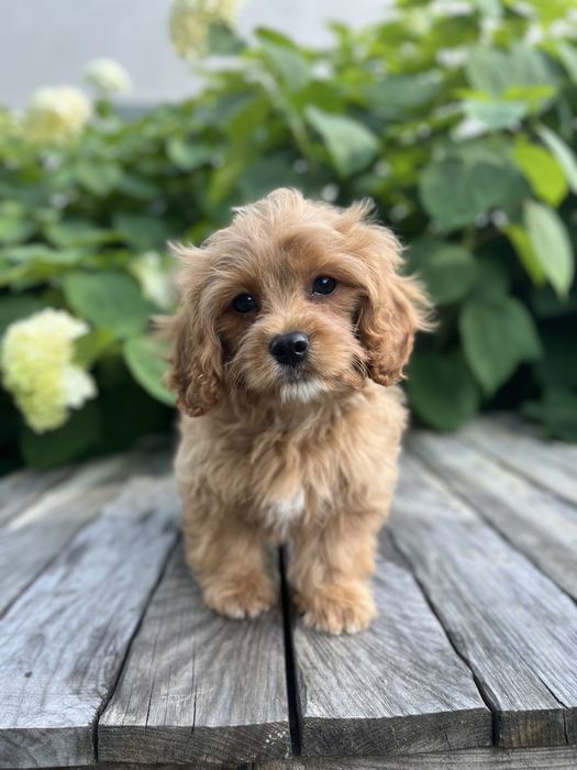 Кавапу (Cavapoo) хлопчик