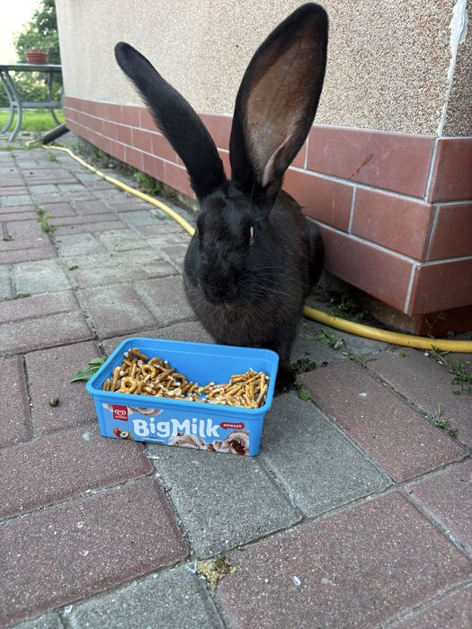 Królik Baks szuka domu