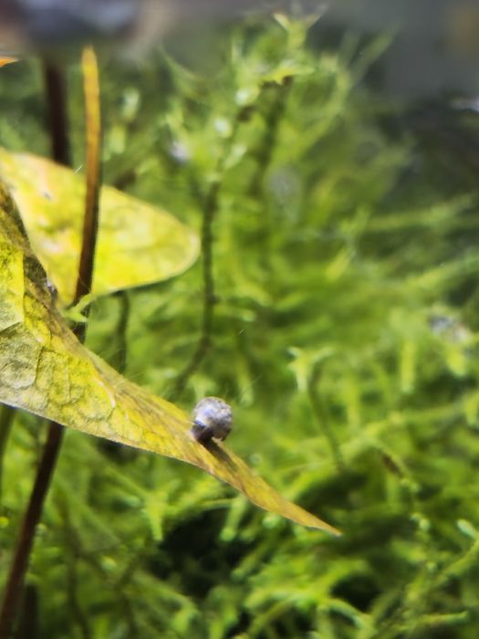 Caracol Physas para aquario