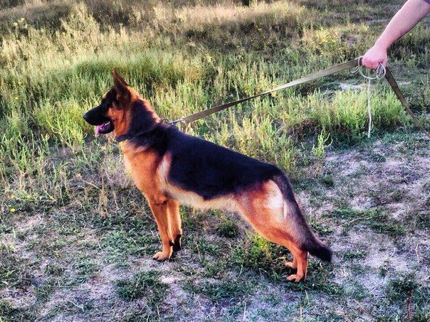 Чистопородные с сильнейшими рабочими качествами!