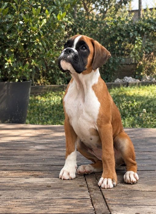 Boxer - Fêmea Fulva