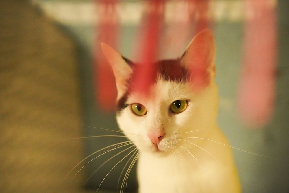 Cudowny Orzeszek do adopcji !