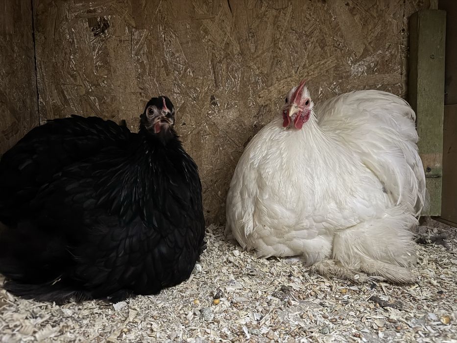 Karzełek kochin para