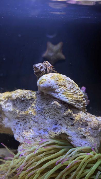 Vendendo um caranguejo eremita