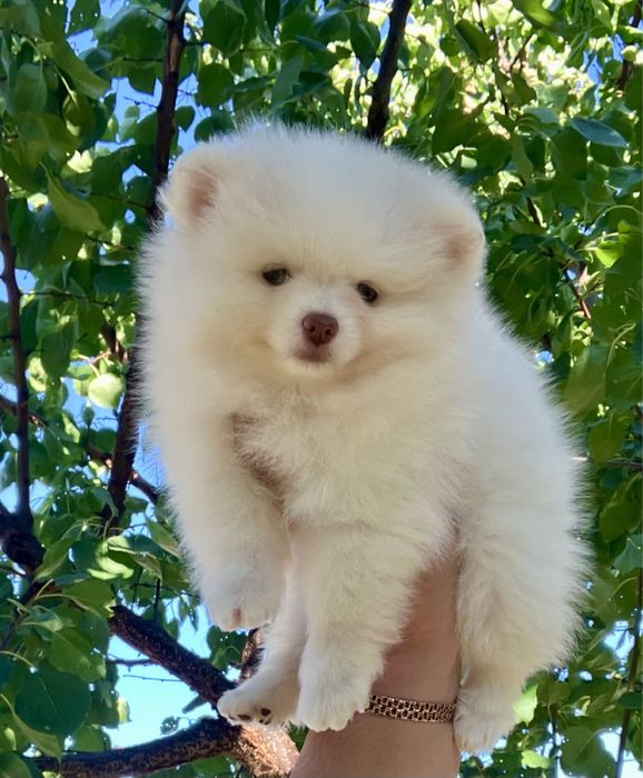 Помераночка підрощена 4.5 місяці