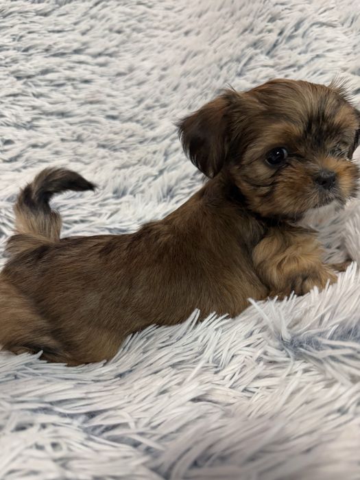 Shihpoo śliczna sunia