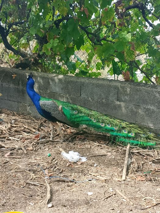 Pavão Azul Real 5 anos