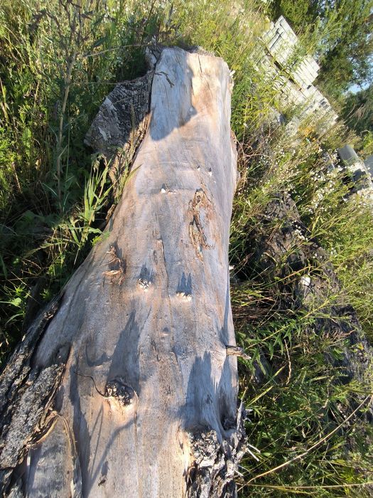 Lipa drzewo do rzeźby pień drewno 60cm średnica