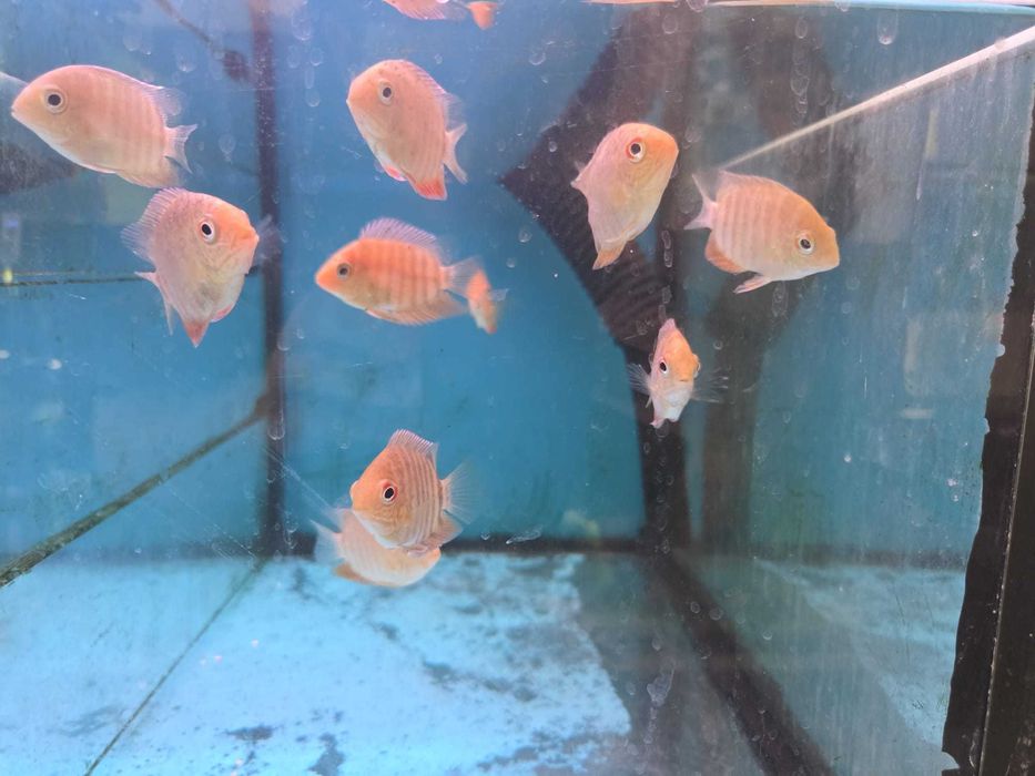 Severum gold  5-6cm