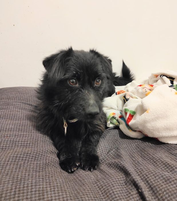 Fado czeka na najlepszy dom