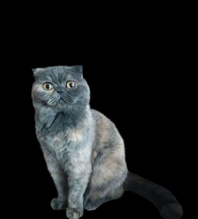 Шотландская скоттиш фолд Плюша