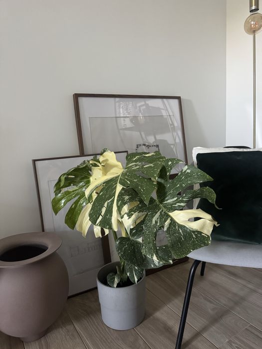 Monstera Thai Constellation com Folhas grandes