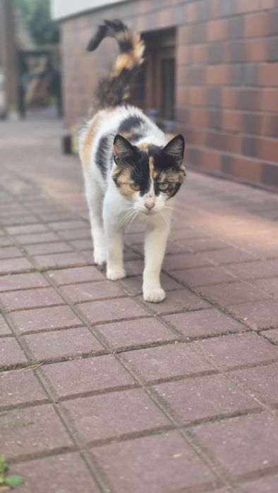 Trójkolorowa koteczka szuka domu