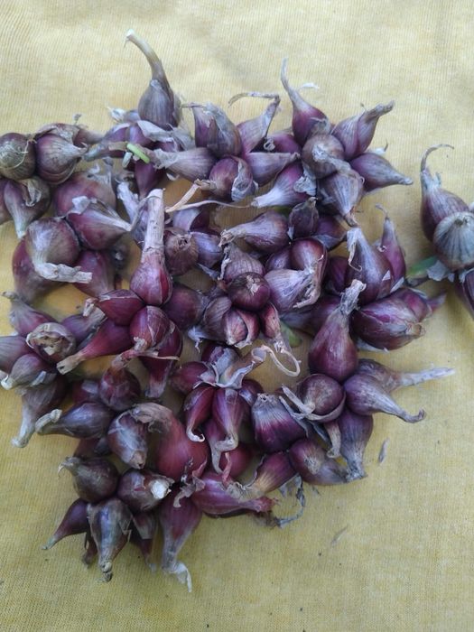 Багатоярусна цибуля для посадки 100 грам многоярусный лук