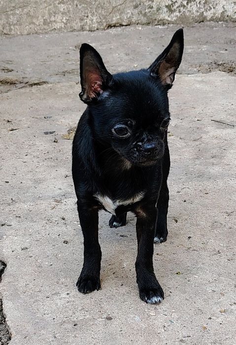 Мальчик чихуахуа 5мес