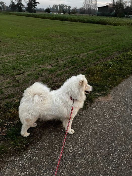 Szczenię Samoyed