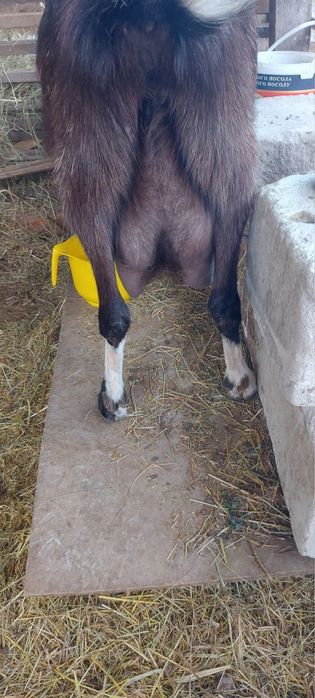 Продаємо козу. Ціна договірна