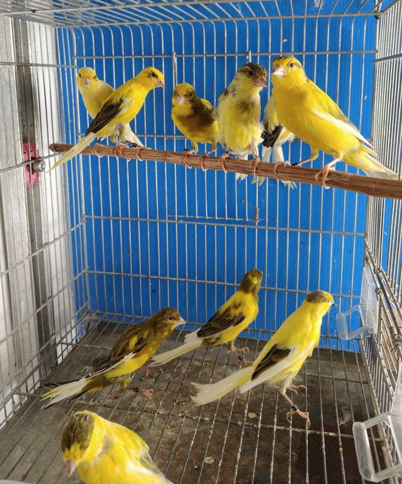 Canários llarguet espanhol