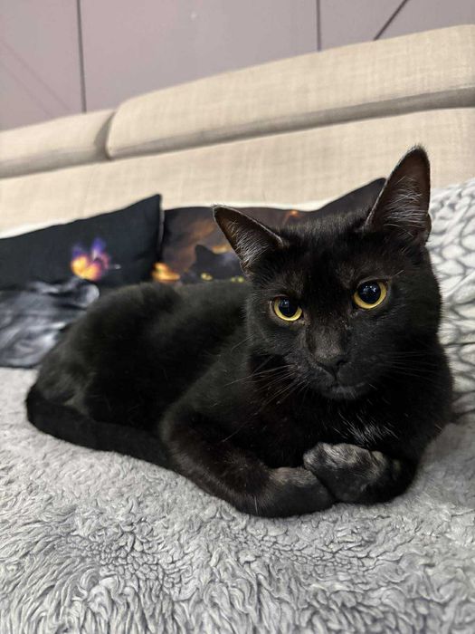 Mijusia śliczna kotka do adopcji