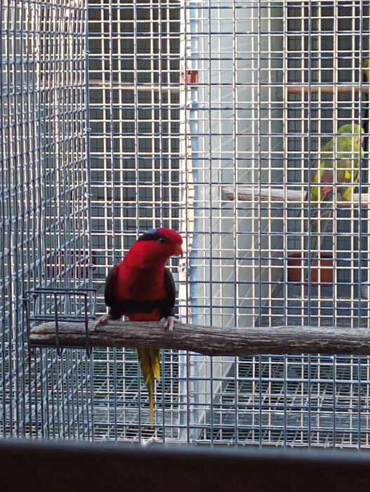 Charmosina papou macho