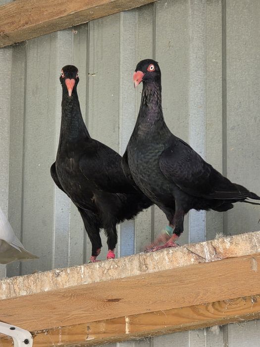 Czarne duńskie lotne