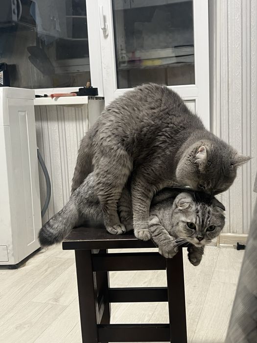 Вязка шотландский кот