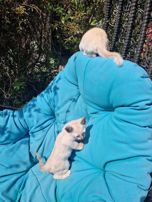 БУРМА  2,5 місяці.