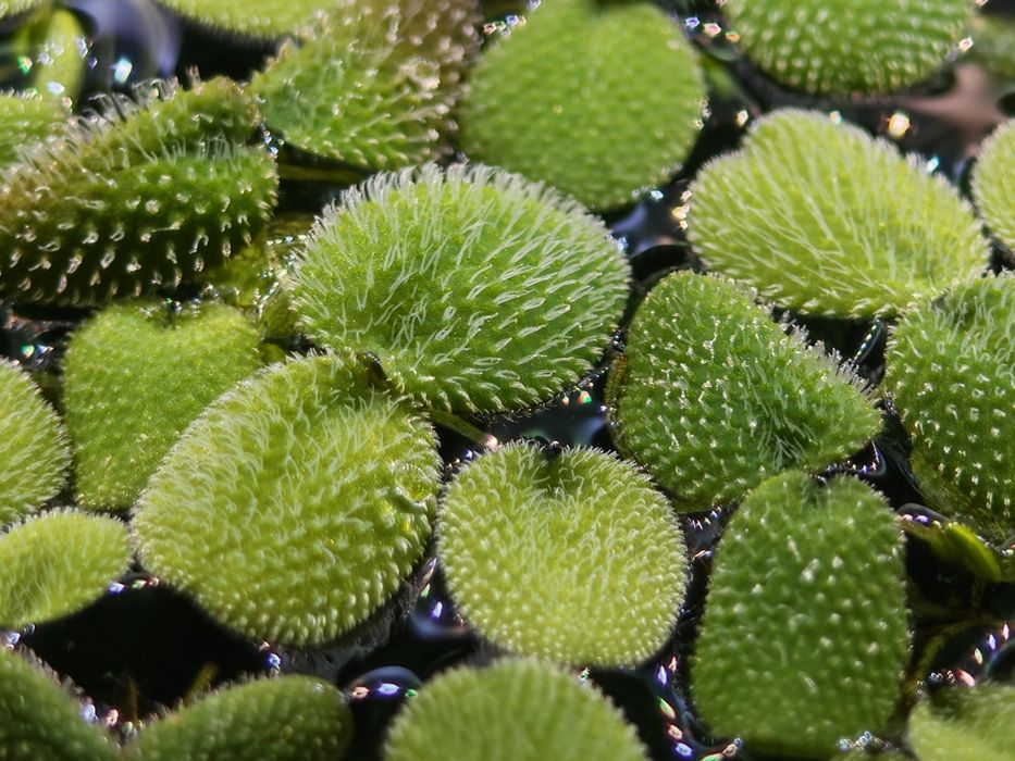 Salvinia Auriculata Minima – Planta Flutuante para Aquário