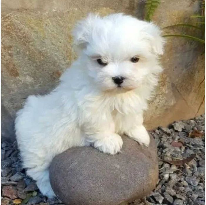 Bichon Maltês MACHO