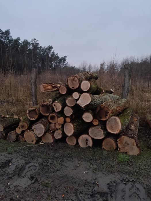 Drewno kominkowe grab dąb brzoza sosna
