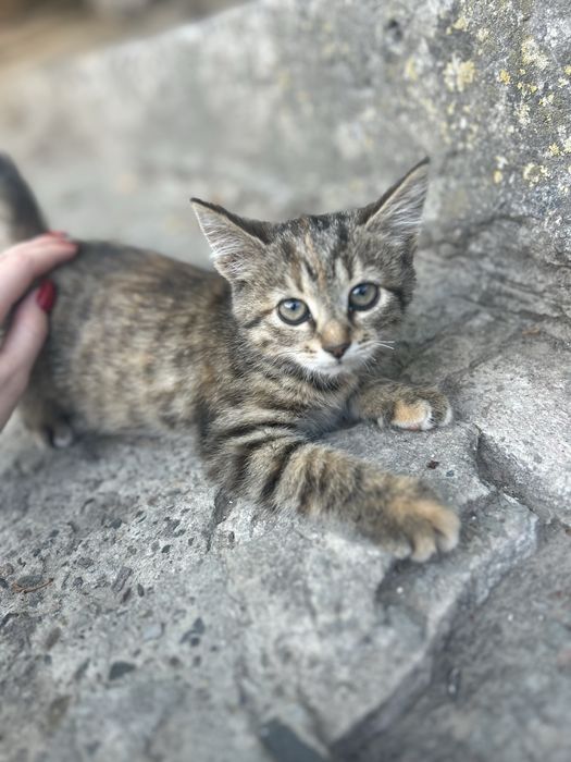 Кошенята в добрі руки