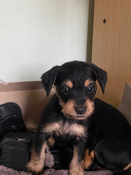 Ексклюзивні цуценята